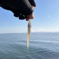 キスはまだ釣れるのかな。